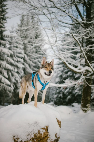 Вертикальный Снимок Красивой Чехословацкой Волчьей Собаки Зимнем Лесу — стоковое фото