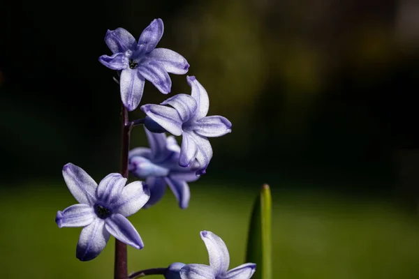 Detailní Záběr Hyacintu Zahradě Pod Slunečním Světlem Rozmazaným Pozadím — Stock fotografie