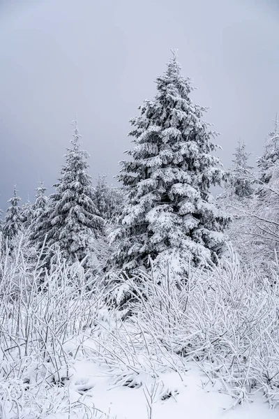 Een Verticaal Schot Van Bomen Bedekt Met Sneeuw Het Zwarte Rechtenvrije Stockafbeeldingen