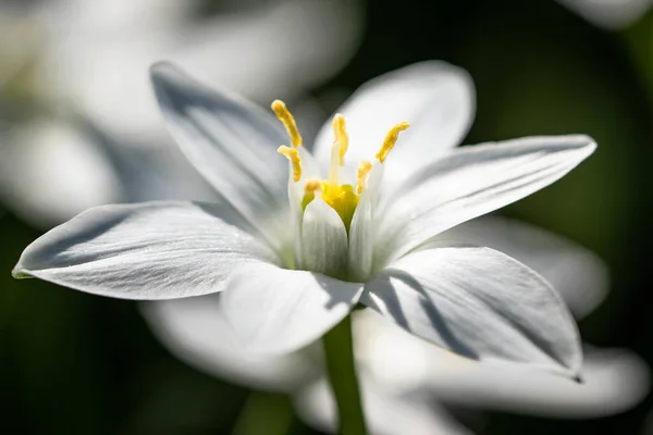 Estrella de belén flor fotos de stock, imágenes de Estrella de belén flor sin royalties | Depositphotos Estrella de belén flor fotos de stock, imágenes de Estrella de belén flor sin royalties | Depositphotos