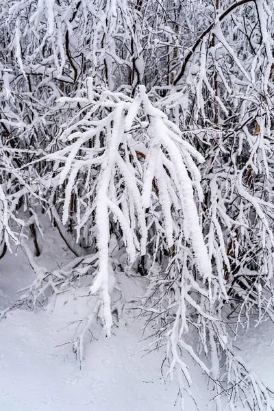 Tiro Vertical Galhos Árvores Cobertos Neve Floresta Negra Alemanha — Fotografia de Stock