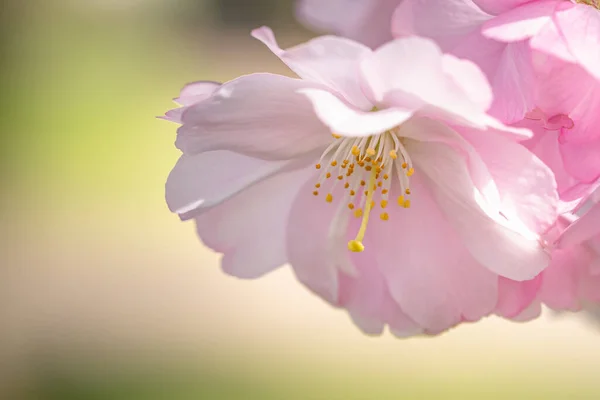 Primer Plano Hermosas Flores Rosadas Capturadas Día Soleado — Foto de Stock