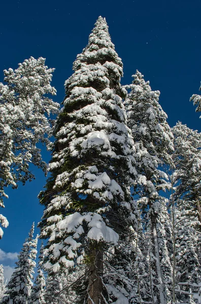 Plano Vertical Árbol Cubierto Nieve Bajo Cielo Azul — Foto de Stock