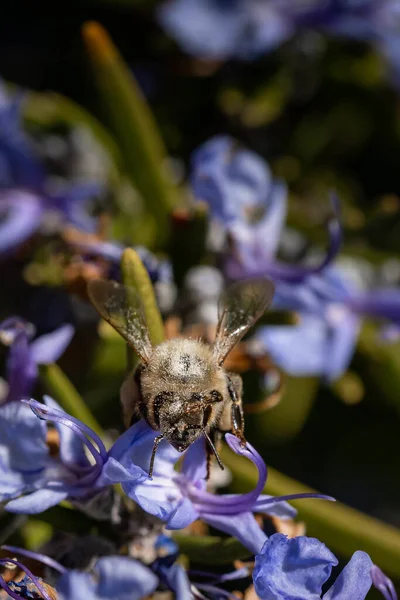 Eine Vertikale Makroaufnahme Eines Exotischen Käfers Auf Den Lila Blüten — Stockfoto
