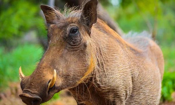 Selective Focus Shot Warthog — Stock Photo, Image