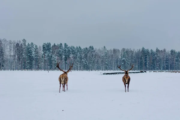 Bellissimo Cervo Rosso Che Cammina Prato Coperto Neve — Foto Stock