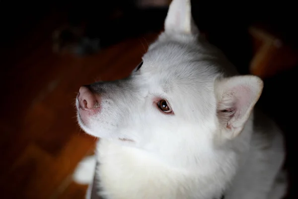 Közelkép Egy Fehér Szibériai Huskyról — Stock Fotó