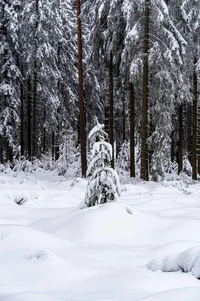 Vertical Shot Trees Covered Snow Black Forest Germany — Stock Photo, Image