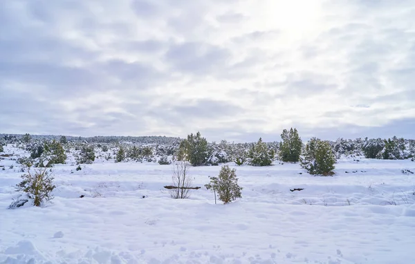Гарний Зимовий Пейзаж Листяними Деревами Вкритими Снігом Під Хмарним Небом — стокове фото