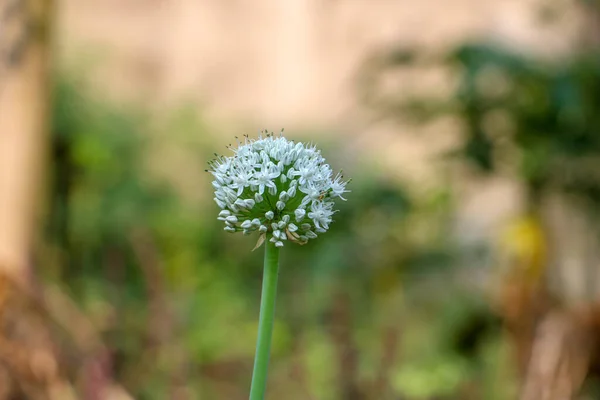 Uma Flor Cebola Florescendo Jardim — Fotografia de Stock