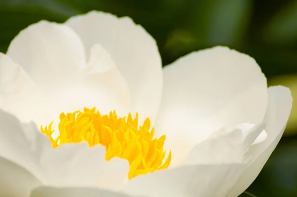 Een Prachtige Macro Van Een Witte Pioen — Stockfoto