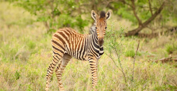 Yedek Bir Oyunda Kameraya Bakan Sevimli Bir Zebra Yavrusunun Yüzeysel — Stok fotoğraf