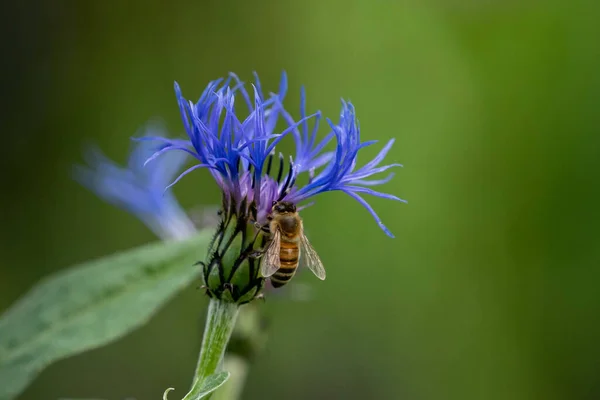 Enfoque Selectivo Una Abeja Sentada Una Exótica Flor Púrpura — Foto de Stock