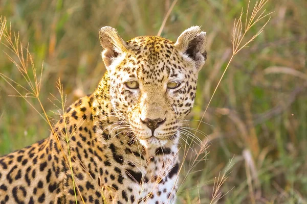 Selective Focus Shot Leopard Field — Stock Photo, Image