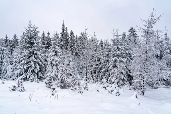 Paisaje Selva Negra Cubierto Nieve Alemania —  Fotos de Stock