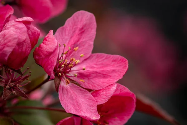 Close Shot Pink Flower Blurry Background — Stock Photo, Image