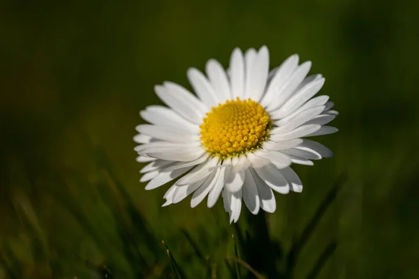 Eine Nahaufnahme Einer Blühenden Gänseblümchenblume — Stockfoto