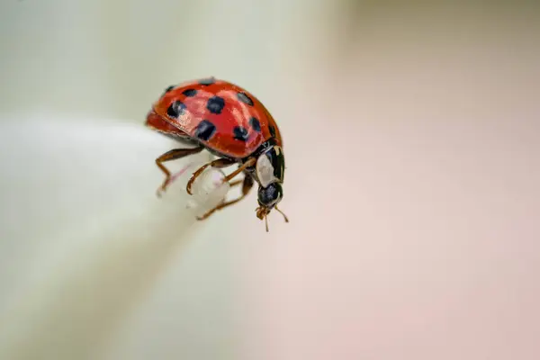 Makro Záběr Roztomilé Malé Berušky Brouka Bílém Květu — Stock fotografie