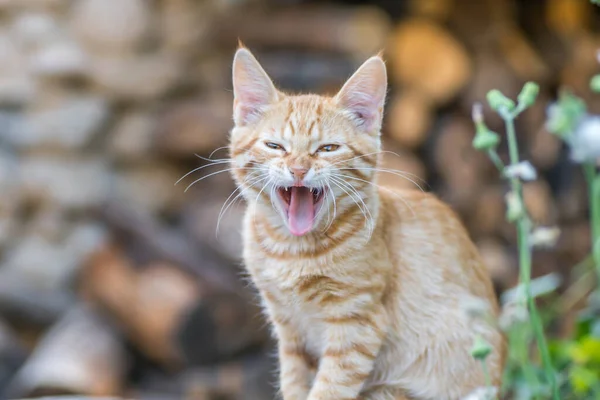 Eine Nahaufnahme Eines Süßen Ingwer Gähnenden Kätzchens — Stockfoto