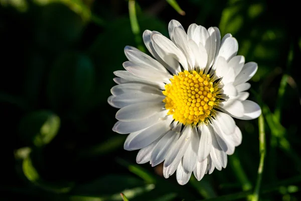 在阳光灿烂的日子拍摄的美丽的雏菊的选择性镜头 — 图库照片