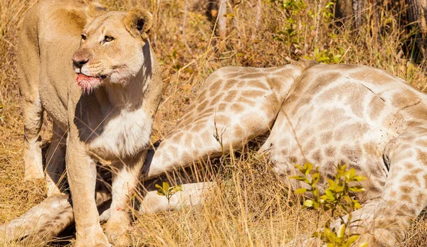 Ein Löwenweibchen Frisst Eine Giraffe Einem Wildgehege — Stockfoto