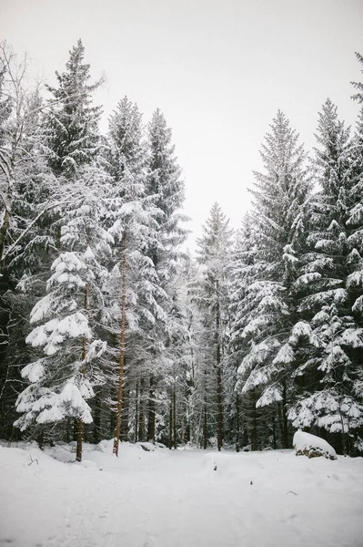 Vertikal Bild Vackra Snötäckta Träd Skogen — Stockfoto