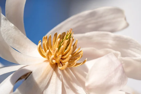 Closeup Shot Pollens Flower White Petals — Stock Photo, Image