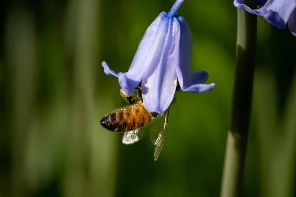 一只蜜蜂在紫色的钟花中授粉的特写镜头 — 图库照片