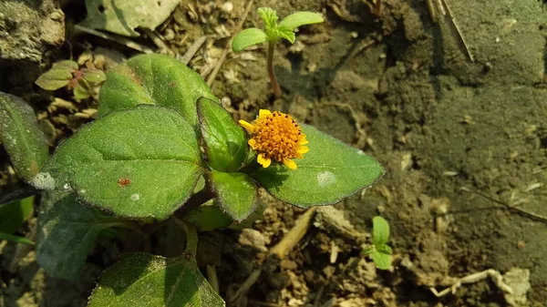 Zbliżenie Ujęcie Małego Żółtego Kwiatu — Zdjęcie stockowe