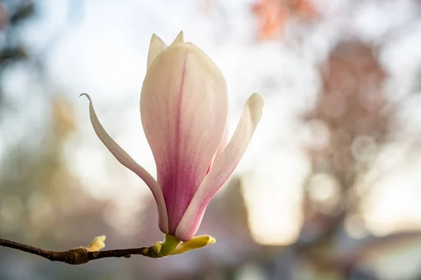 Selective Focus Shot Exotic Tulip Shaped Flower Thin Branch — Stock Photo, Image
