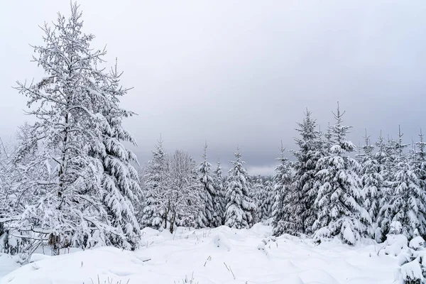 Landscape Black Forest Covered Snow Germany — Stock Photo, Image
