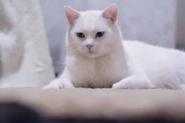 ヘテロクロミアの目をした可愛い白いアンゴラ猫 — ストック写真