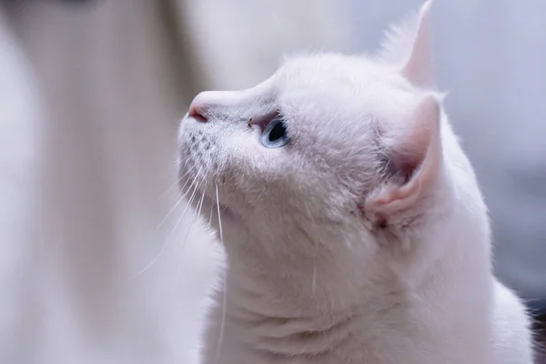 Adorable Gato Angora Blanco Con Ojos Heterocromáticos —  Fotos de Stock