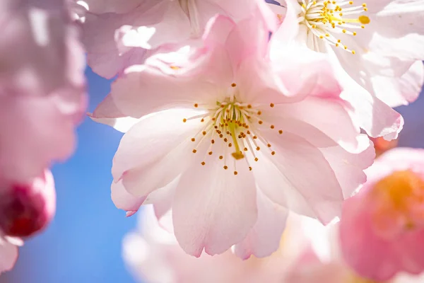 Primer Plano Una Hermosa Flor Cerezo Bajo Luz Del Sol — Foto de Stock
