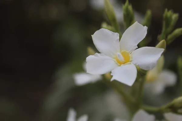 在模糊的背景上的一朵白花的近照 — 图库照片