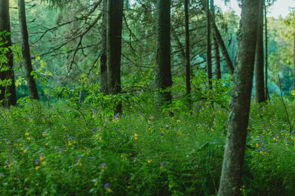 Вибірковий Фокус Деревах Лугах Полі Латвії — стокове фото