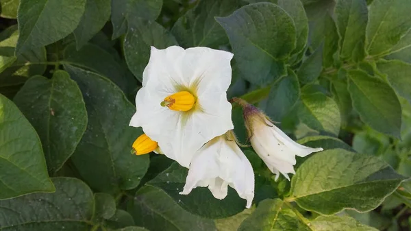 Close Narciso Florescendo Campo Sob Luz Solar — Fotografia de Stock