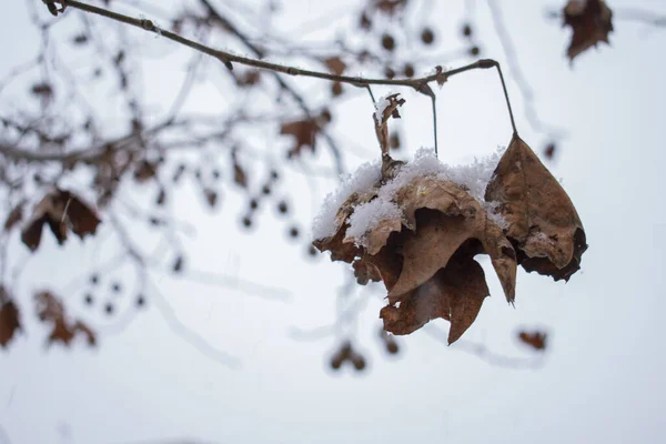 Tiro Seletivo Foco Das Folhas Outonais Cobertas Neve Capturada Inverno — Fotografia de Stock