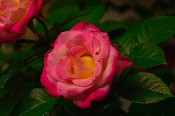 Primer Plano Una Rosa Rosada Perfecto Para Papel Pintado — Foto de Stock