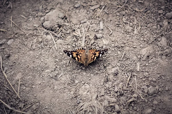 Closeup Shot Orange Black Butterfly Ground — Stock Photo, Image