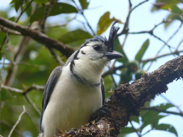 Cute Little White Throated Magpie Jay Perching Tree Branch — Stock Photo, Image