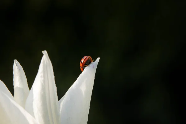 Egy Katicabogár Közelsége Egy Fehér Finom Virágon Egy Mezőn Napfény — Stock Fotó