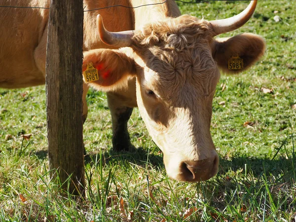 Tiro Close Vaca Marrom Com Marcas Orelha Amarela Comendo Grama — Fotografia de Stock
