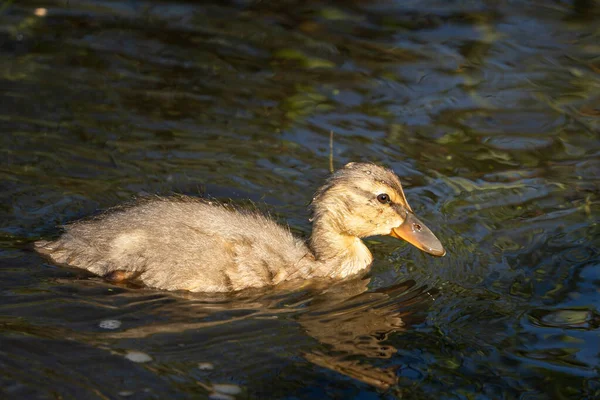 Primer Plano Pato Bebé Nadando Estanque —  Fotos de Stock