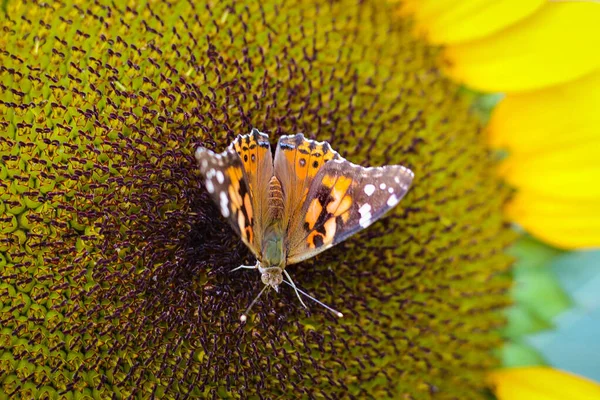 Primer Plano Una Mariposa Sobre Girasol — Foto de Stock