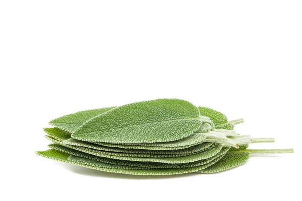 Closeup Shot Fresh Green Sage Leaves Isolated White Background — Stock Photo, Image
