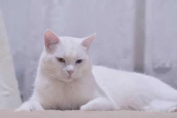 Gato Angorá Branco Adorável Com Olhos Heterocromia — Fotografia de Stock