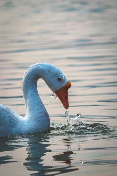 Eine Vertikale Aufnahme Eines Weißen Schwans Der Wasser Trinkt — Stockfoto