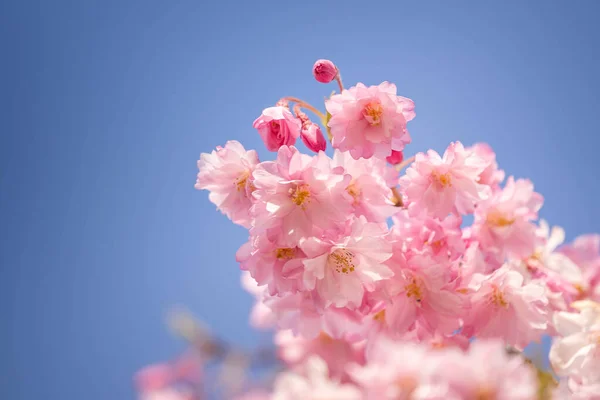 Eine Selektive Fokusaufnahme Schöner Rosafarbener Blüten Unter Dem Klaren Blauen — Stockfoto