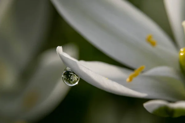 一朵美丽的水滴落在一朵白花花瓣上 — 图库照片